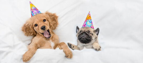 Funny yawning English Cocker spaniel puppy and Pug puppy wearing birthday caps sleep together under...