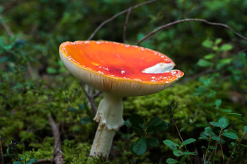 Amanita muscaria Mushroom in a Forest in Northern Europe