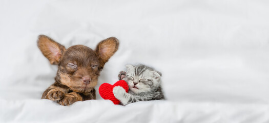 Kitten and dachshund puppy sleep together under a white blanket on a bed at home. Kitten holds a hearts. Top down view. Empty space for text