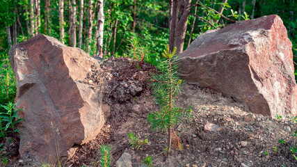 Naklejka premium Scenic forest landscape with big stone with green grasses among thickets and trees. Vivid scenery with large boulder.