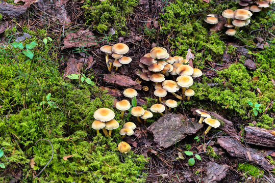Mushrooms in a Forest in Northern Europe