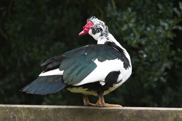 Fototapeta premium Muscovy duck