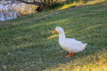 An American Pekin in Yuma, Arizona