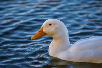 An American Pekin in Yuma, Arizona