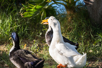 Different breed of ducks in Yuma, Arizona