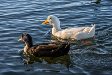 Different breed of ducks in Yuma, Arizona