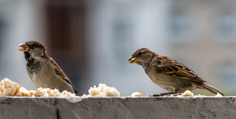 Portrait of a Sparrow on a Balcony in Northern Europe
