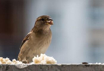 Portrait of a Sparrow on a Balcony in Northern Europe