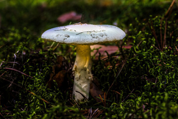 Glowing Mushroom in a Forest in Northern Europe
