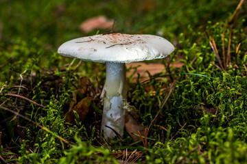 Glowing Mushroom in a Forest in Northern Europe