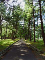 食見（しきみ）海水浴場と駐車場を繋ぐ防砂林【若狭湾】／日本福井県三方上中郡若狭町