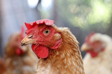 Funny hen with a beak stained with earth, poultry concept. Chickens on the farm