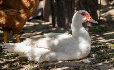 white duck on northern farm outdoor, bird