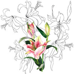 Lilies watercolor and graphics bouquet on white background illustration for all prints.
