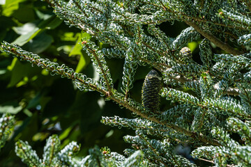 Beautiful young blue cones on branch of Abies koreana Silberlocke spruce with green and silver spruce needles on blurred background of evergreens. Selective focus. Close-up. Nature concept for design