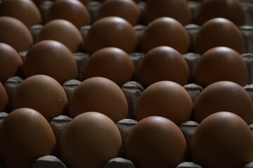 Too view eggs in paper container. Isolated egg on paper tray