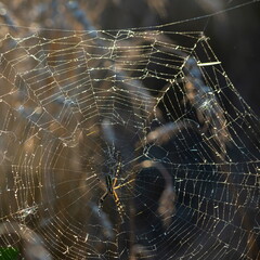 Background of the threads of a spider web with dew drops. Web macro. Abstract natural background in the sunlight with the blur