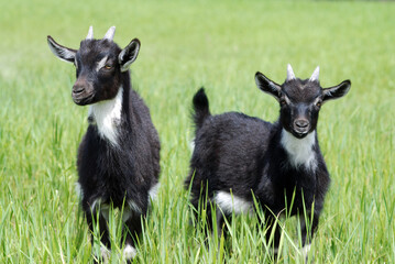 Baby goats in the meadow