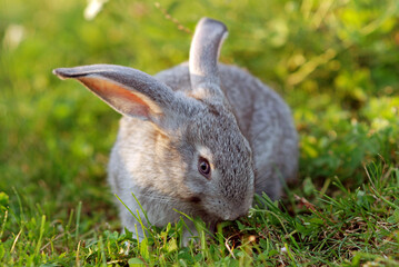 Domestic rabbit in grass at sunset
