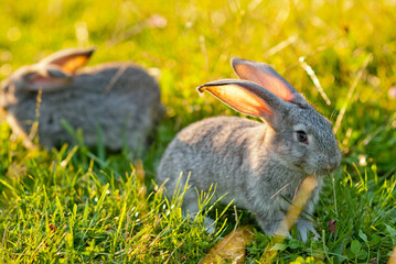 Domestic rabbits in grass at sunset