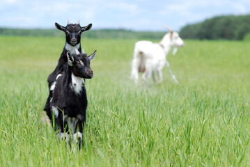 Baby goats in the meadow