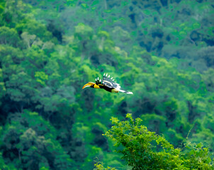 flying hornbill to find food in the valley © KOB_REANGDSAK