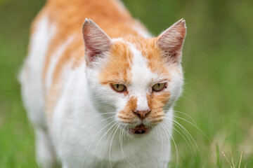 Naklejka na ściany i meble 可愛い猫　茶白猫