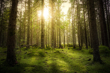 Magical fairytale forest. Coniferous forest covered of green moss and golden sunlight. Mystic...