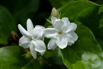 Obraz na płótnie Canvas Close up of white jasmine flower with leaf background.