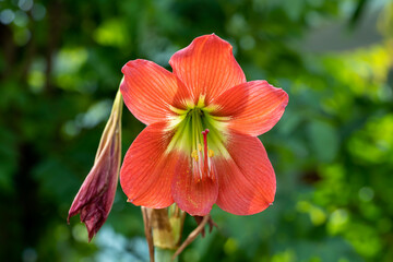 Close up Barbados lily flower.