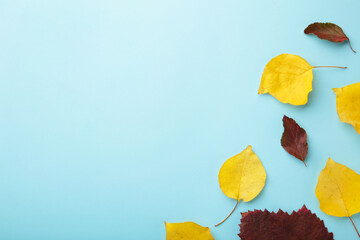 Autumn composition. Autumn leaves on blue background with copy space