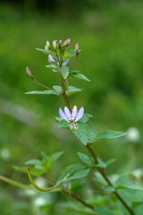 Close up Polanisia Vicosa or Wild Caia cleomevis flower on blur background with leaves.