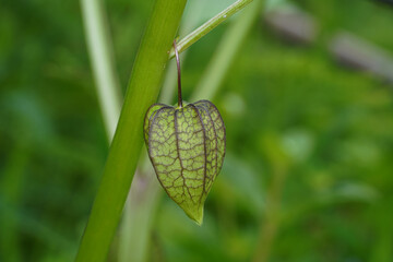 Close up Hogweed, Ground Cherry on blur background.
