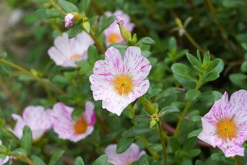 Close up of Portulaca flower.