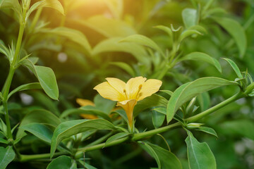 Close up yellow Porcupine flower with leaf.