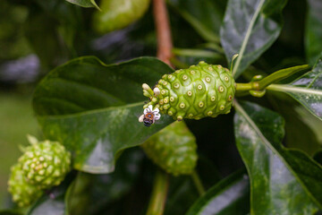 Insect on Flower of Raw Noni Fruits with green leafs. Great morinda,Indian mulbery,Morinda citrifolia