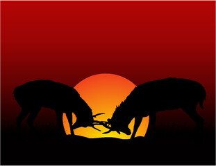 Silhouette of  Deer in the Sunset