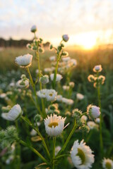 Blumenwiese © kerstinat