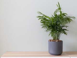 Minimalistic photo of houseplant in  home interior. Home decor and gardening concept. Chamaedorea elegans. Copy space.