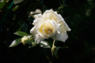 A creamy white flower of English Rose 'Claire Austin' (aka AUSprior) in the garden on a sunny morning