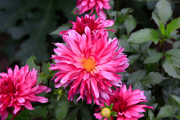 A close up of dahlia of the ‘Gallery Art Nouveau’ variety, top view