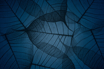 Beautiful black vein pattern of Bodhi leaves on blue background