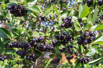 Rowan, Aronia Aronia, Chokeberry (Latin Aronia melanocarpa) on a branch. Autumn