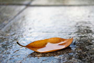 Autumn scene, yellow magnolia wet leaf on the ground at rainy fall day, selective focus