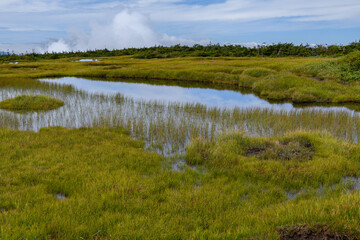 苗場山の山頂付近の湿原