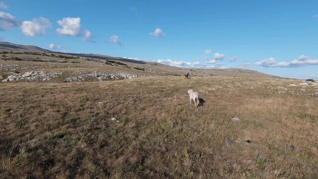 Aerial FPV drone shot of a chasing and flying close around herd of wild horses running on a field at beautiful summer sunset. 
