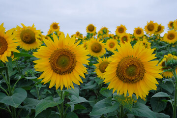 Close up. Beautiful sunflowers in field. Cloudy sky background.