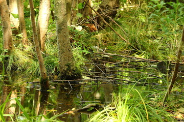 Landscape of trees with reflection in water on a sunny summer day.