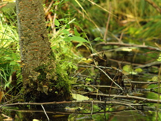 Landscape of trees with reflection in water on a sunny summer day.