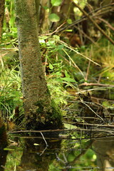 Landscape of trees with reflection in water on a sunny summer day.